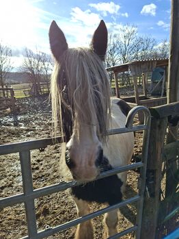 Liebe Tinkerstute, Verena, Horses For Sale, Heustreu