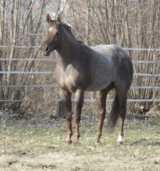 Deckanzeige - AQHA Pleasure Deckhengst