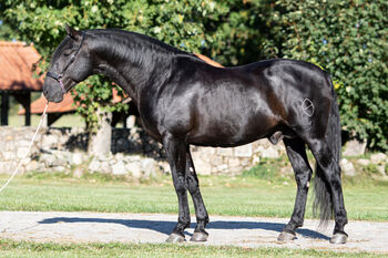 Deckanzeige-Pura Raza Española Hengst, Nováková , Horses For Sale, Nova Bystrice 