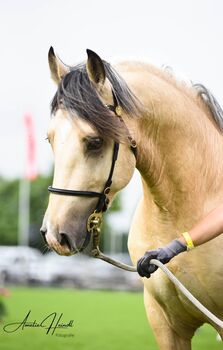 Deckanzeige Welsh Cob, Engelke, Pferd kaufen, Bad Freienwalde 