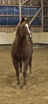 Reitbeteiligung auf Quarter Horse