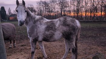 Reitbeteiligung an westerngerittenem Araber