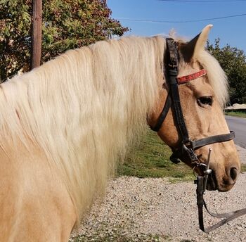 Délceg Neues zu Hause such, Nagy Horses , Pferd kaufen, Mezőberény 