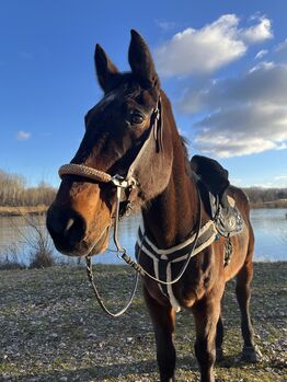 Pflegebeteiligung, Göstl, Horse Sharing, Plattling