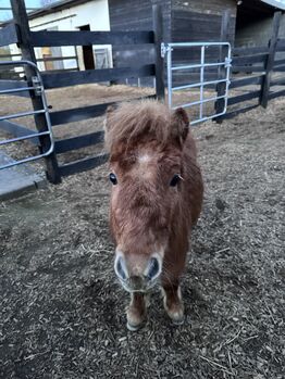 Hübscher Shettywallach ,,Nano“ sucht liebevolles zu Hause, Maja Bollerhey, Horses For Sale, Koblenz