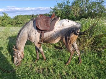 Deuber El Campo SKL S2 Deuber & Partner  El Campo SKL