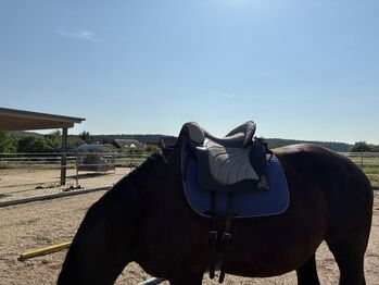 Deuber Espera S3, Deuber Espera, Susanne, Baroque Saddle, Stegaurach
