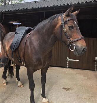 Deuber & Partner El Campo Shorty, Deuber & Partner El Campo Shorty, Fran Griffith, Baroque Saddle, Pen-bont Rhydybeddau