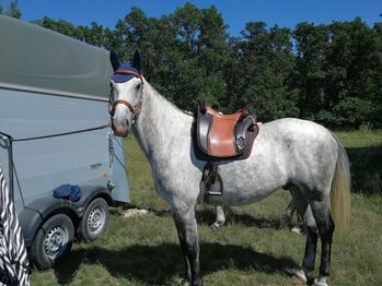 Deuber&Partner Ibero Verano S2, Deuber&Partner  Ibero Verano , Michaela Weiß , Baroque Saddle, Strasshof an der Nordbahn