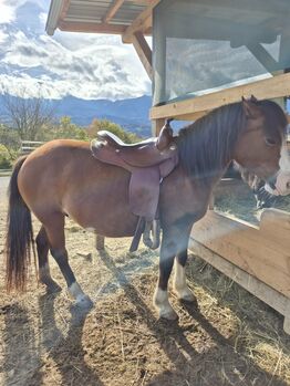 Deuber und Partner Pony Spezial Deuber und Partner Pony Spezial