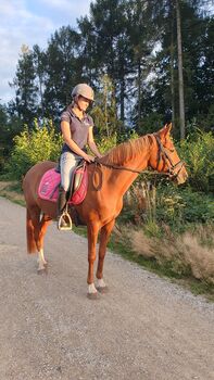 Deutsche Reitpony Stute
