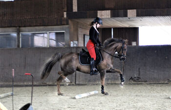 Deutsche Reitponystute, Dunkelfuchsstute, Bianca , Pferd kaufen, Tiddische 