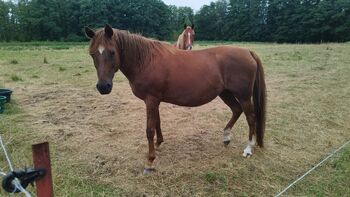 Deutsche Reitponystute, Zuchtstute, Endmaßpony, Charlotte Redzewsky, Pferd kaufen, Rheinsberg Flecken Zechlin