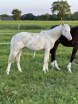 Deutsches Reitpony 1 Jahr Stute