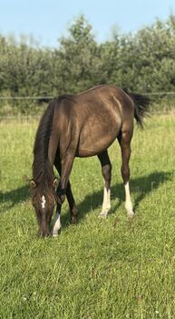 Deutsches Reitpony Hengst von 2024, Annika, Pferd kaufen, Neuschoo 