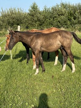 Deutsches Reitpony Hengst von 2024