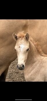 Deutsches Reitpony Hengst Fohlen, Christina Haupt, Pferd kaufen, Salzgitter 