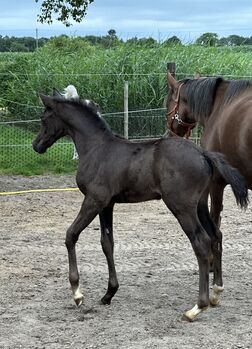 Deutsches Reitpony Hengst