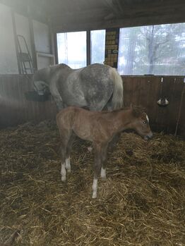 Deutsches Reitpony ,mit Hengstfohlen, Hanneliese Claus , Pferd kaufen, Westerstede 