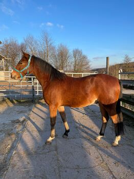 Deutsches Reitpony "Henry"