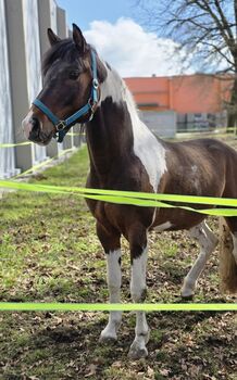 Deutsches Reitpony Lewitzer, S.privat, Pferd kaufen, Hohenschönhausen