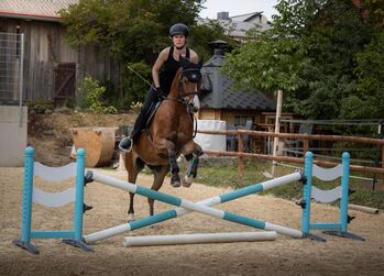 Deutsches Reitpony