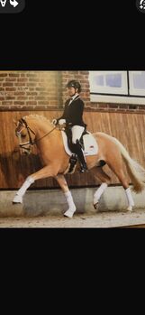 Deutsches Reitpony, Daniela Hilpert, Pferd kaufen, Sonderhofen