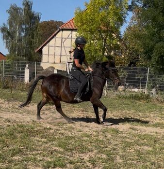 Deutsches Reitpony, Robert, Pferd kaufen, Uelzen 