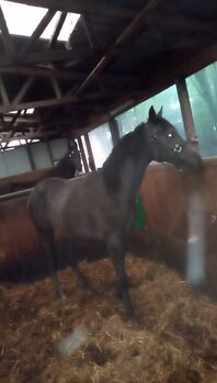 Deutsches Reitpony, Hanneliese Claus , Pferd kaufen, Westerstede 
