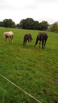 Deutsches Reitpony