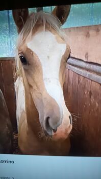 Deutsches Reitpony, Hanneliese Claus , Pferd kaufen, Westerstede 