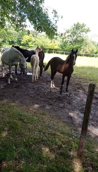 Deutsches Reitpony