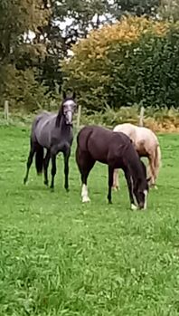 Deutsches Reitpony