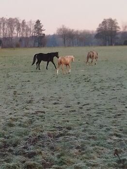 Deutsches Reitpony, Hanneliese Claus , Pferd kaufen, Westerstede 