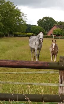Deutsches Reitpony, Hanneliese Claus , Pferd kaufen, Westerstede 