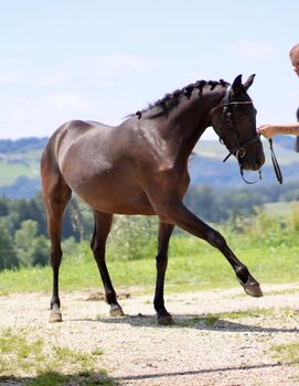 Deutsches Reitpony, Ricarda Schoenberg, Pferd kaufen, Haibach ob der Donau