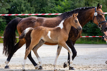Deutsches Reitpony Stute in schöner Optik, Sarah Schmitz-Sontowski, Pferd kaufen, Wirges