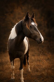 Deutsches Reitpony Stute in schöner Optik, Sarah Schmitz-Sontowski, Pferd kaufen, Wirges
