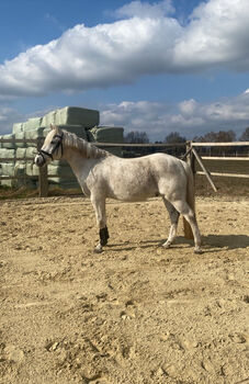 Deutsches Reitpony-Wallach