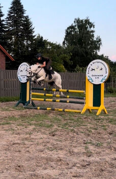 Deutsches Reitpony-Wallach, Kim, Pferd kaufen, Neustadt am Rübenberge 