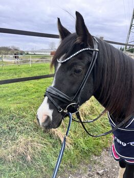 Deutsches Reitpony XXL Pony Rappe Wallach 3jährig