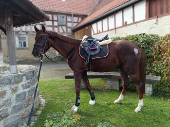 Deutsches Sportpferd, Prämienfohlen, Hengst, Fuchs 2021, Sophia, Konie na sprzedaż, Kleinlangheim