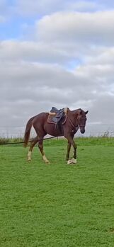 Deutsches Sportpferd, Prämienfohlen, Hengst, Fuchs 2021