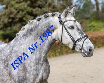 In Deutschland gezogene PRE Stute, ISPA - Iberische Sportpferde Agentur (ISPA - Iberische Sportpferde Agentur), Pferd kaufen, Bedburg