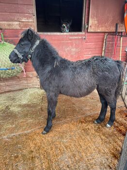 DHP filly foal ready for her next steps, Michaela, Horses For Sale, Sidmouth
