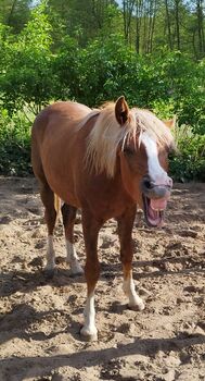 Diamond Touch x Danny Gold Reitpony Hengst Jährling, Charlotte Redzewsky, Pferd kaufen, Rheinsberg Flecken Zechlin