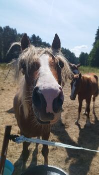 Diamond Touch x Danny Gold Reitpony Hengst Jährling