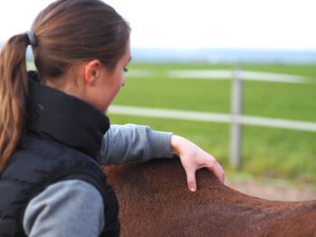 DIPO Pferdeosteopathie und Pferdephysiotherapie, Lasertherapie, Bemer