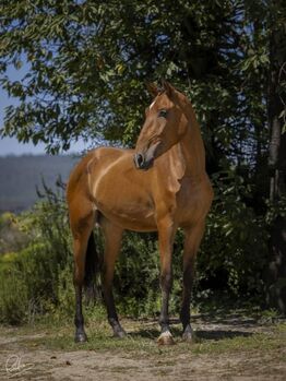 Direkt vom Züchter PSL Stute, ISPA - Iberische Sportpferde Agentur (ISPA - Iberische Sportpferde Agentur), Horses For Sale, Bedburg