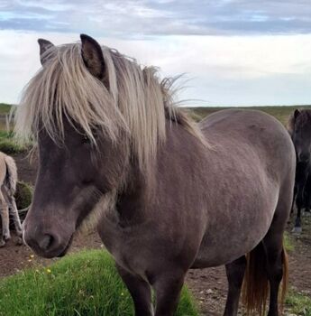 direkt aus Island: rappwindfarbene Stute, 2 Jahre ... für Zucht und Reiten